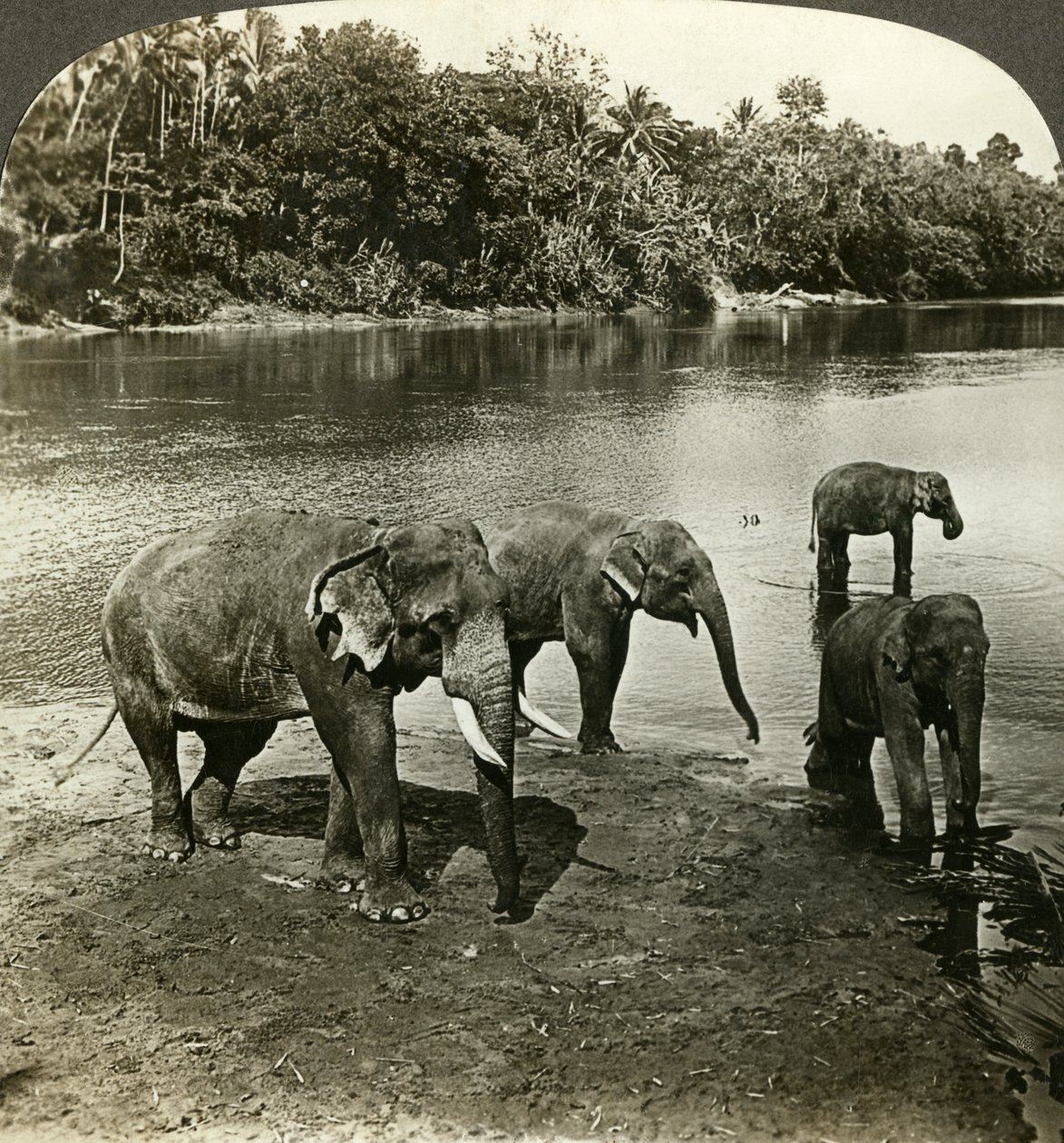 Elefanti, Sri Lanka Ceylon da Underwood and Underwood