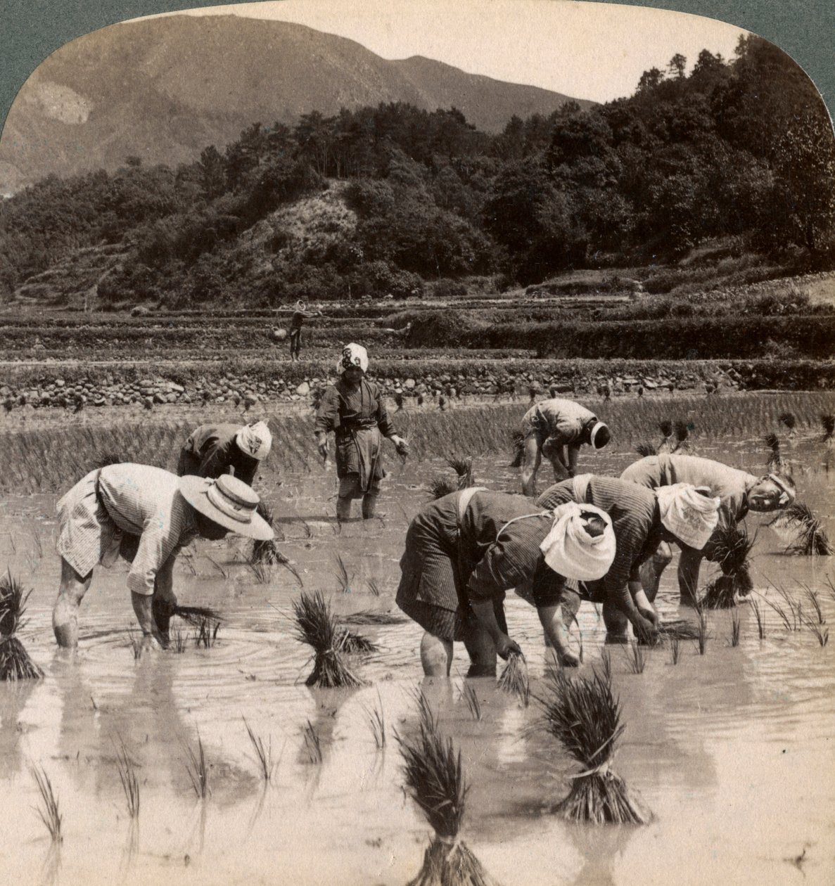 Lavoratori agricoli che trapiantano germogli di riso vicino a Kyoto, Giappone, 1904 da Underwood and Underwood
