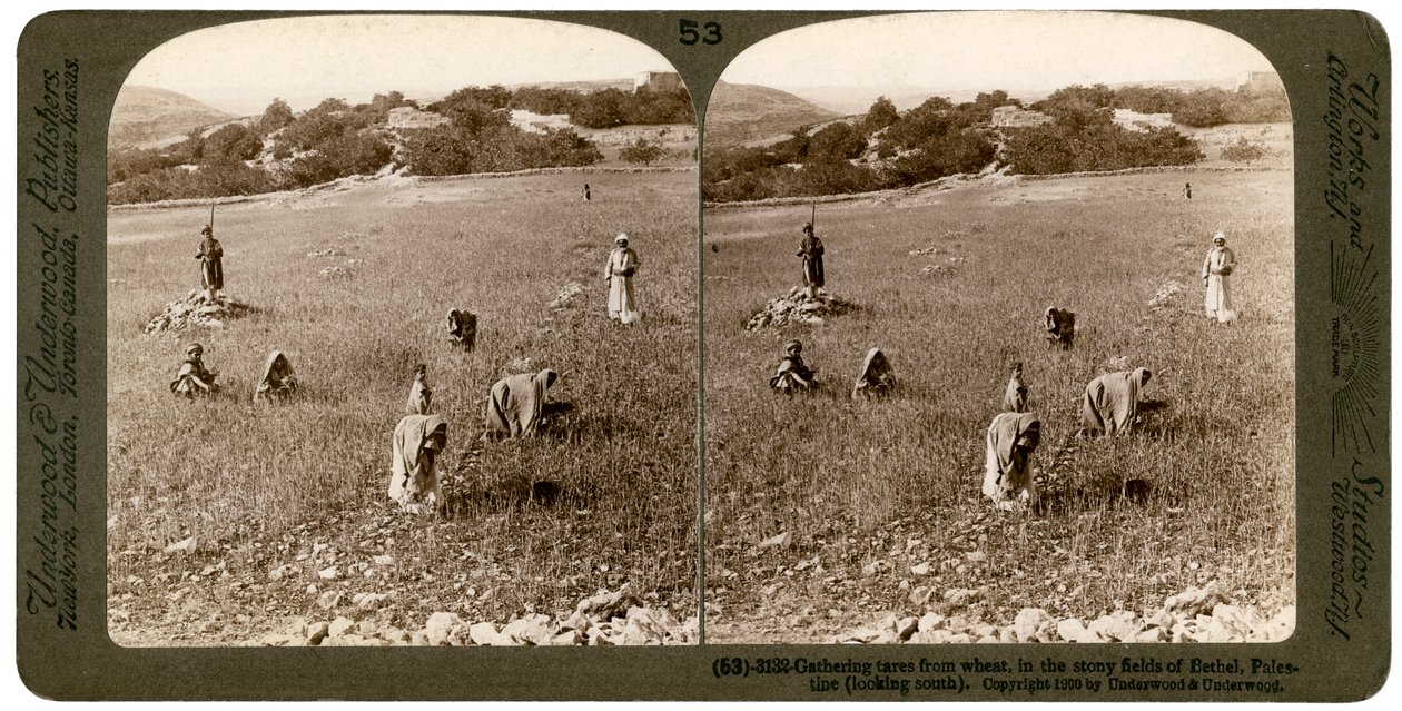 Raccolta di zizzania dal grano nei campi pietrosi di Bethel Baytin, Palestina, 1900 da Underwood and Underwood