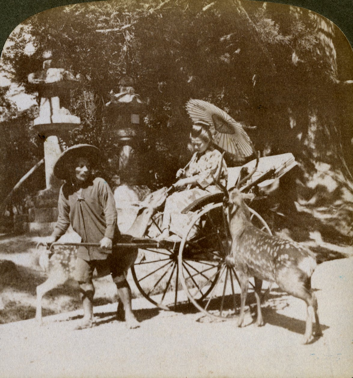 Ragazza che nutre cervi sacri mentre va a pregare, giardini del Tempio Kasuga, Nara, Giappone, 1904 da Underwood and Underwood