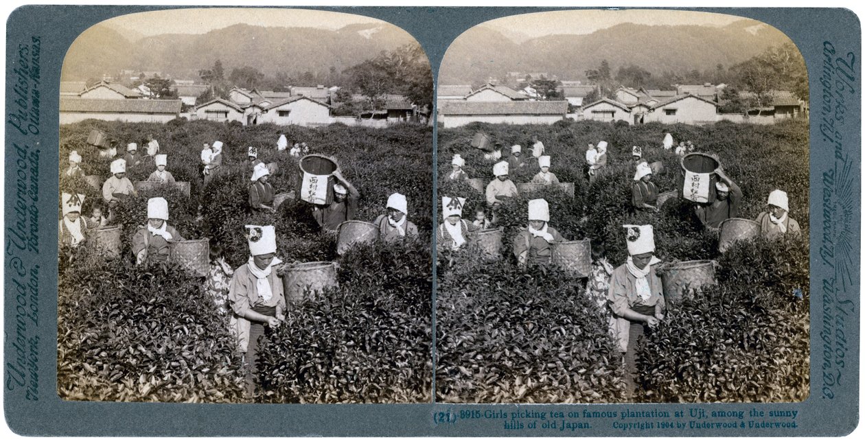Ragazze che raccolgono tè nella famosa piantagione di Uji, Giappone, 1904 da Underwood and Underwood