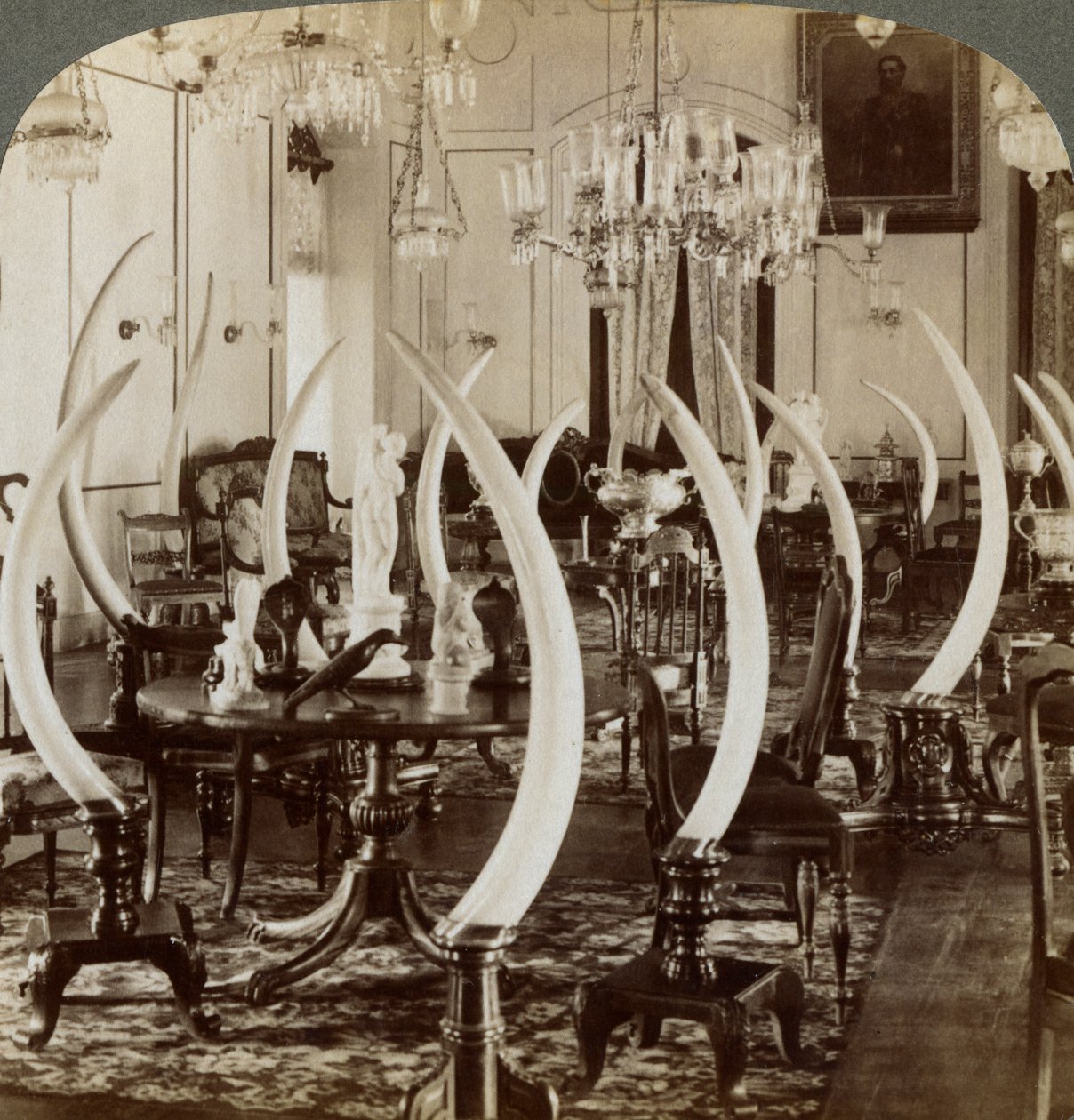 Sala delle zanne, nella casa di Lady de Soysa, Bambalapitiya, Colombo, Ceylon, 1903 da Underwood and Underwood