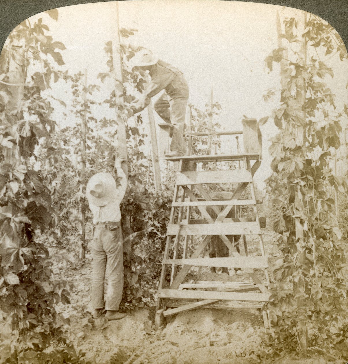 Nel ricco distretto del luppolo, addestramento delle viti, White River Valley, Washington, USA da Underwood and Underwood