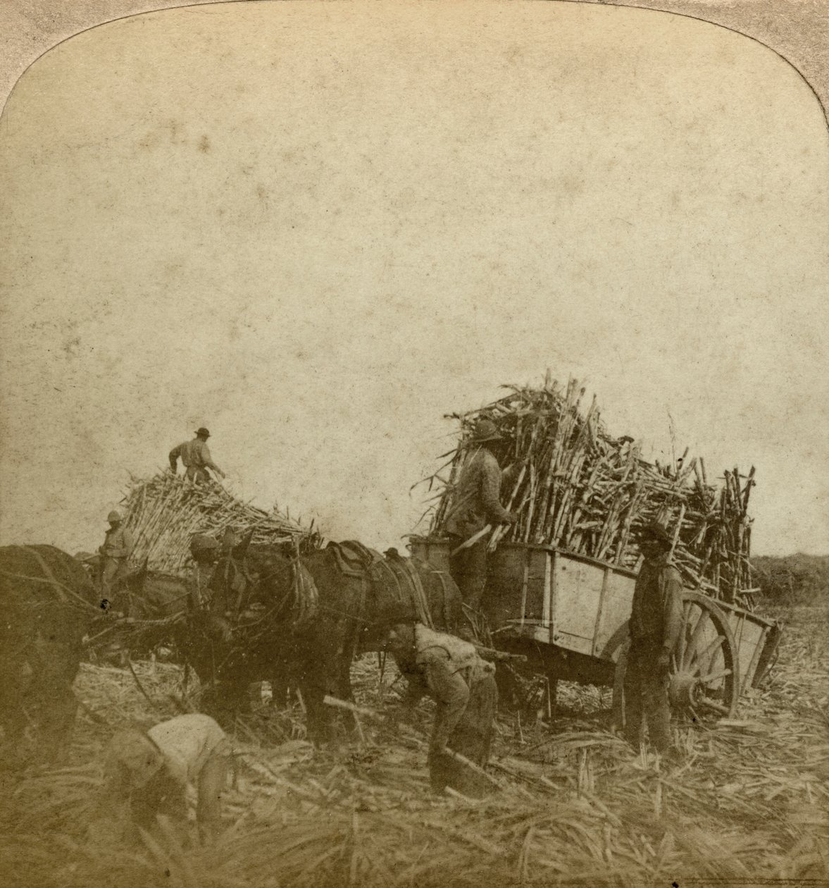 Caricamento della canna, piantagione di zucchero, Louisiana, USA da Underwood and Underwood