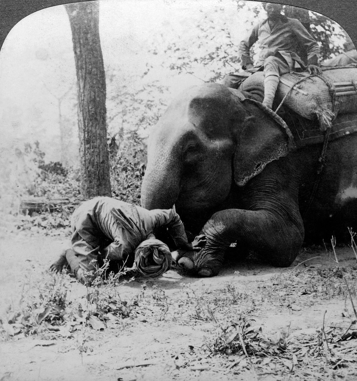 Mahout rimuove una spina dal piede di un elefante, caccia alla tigre di Behar, India, c. 1900 da Underwood and Underwood