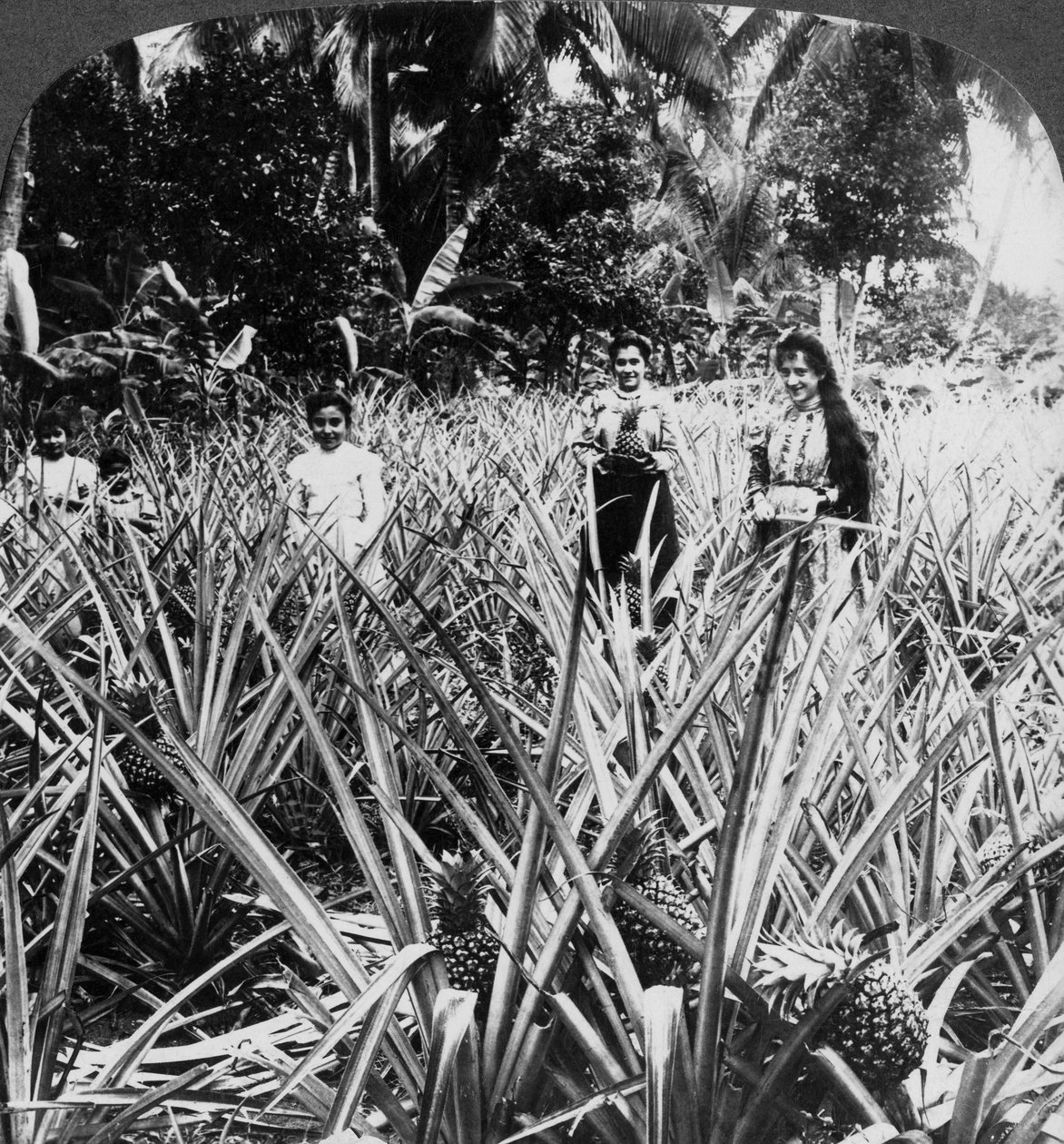 Campi di Ananas, Mayaguez, Porto Rico da Underwood and Underwood