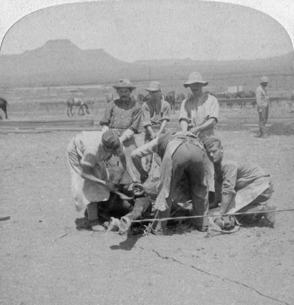 Ferriatura dei cavalli a Naauwpoort, Sudafrica, Guerra Boera, 1900 da Underwood and Underwood