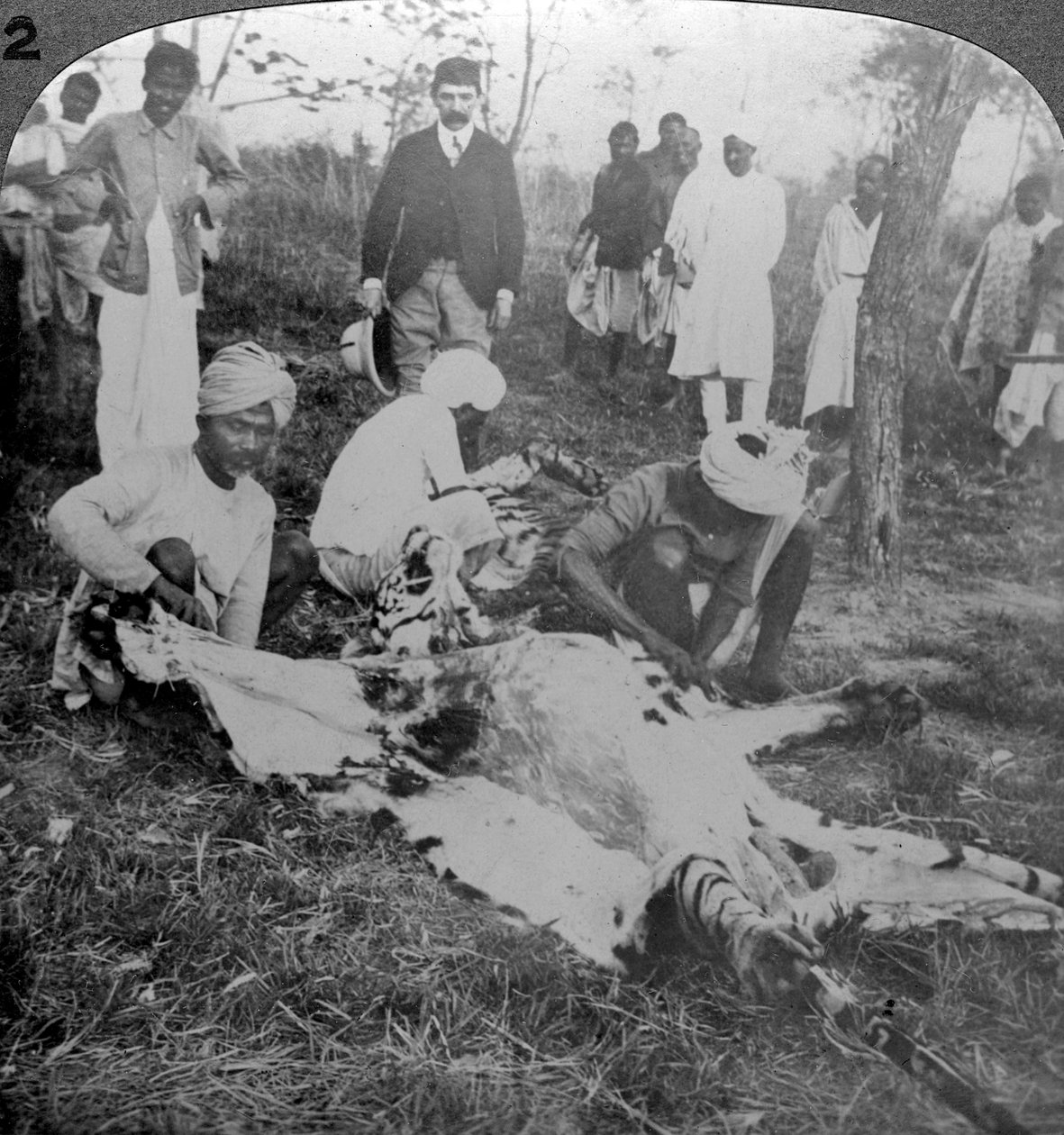 Scuoiamento di una tigre morta, caccia del Maharajah di Cooch Behar, India, c1900 da Underwood and Underwood