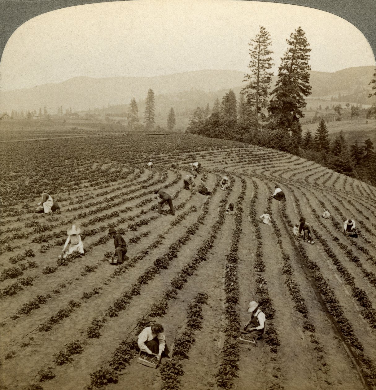 Raccolta di fragole, Cedar Creek Farm, Hood River Valley, Oregon, USA da Underwood and Underwood