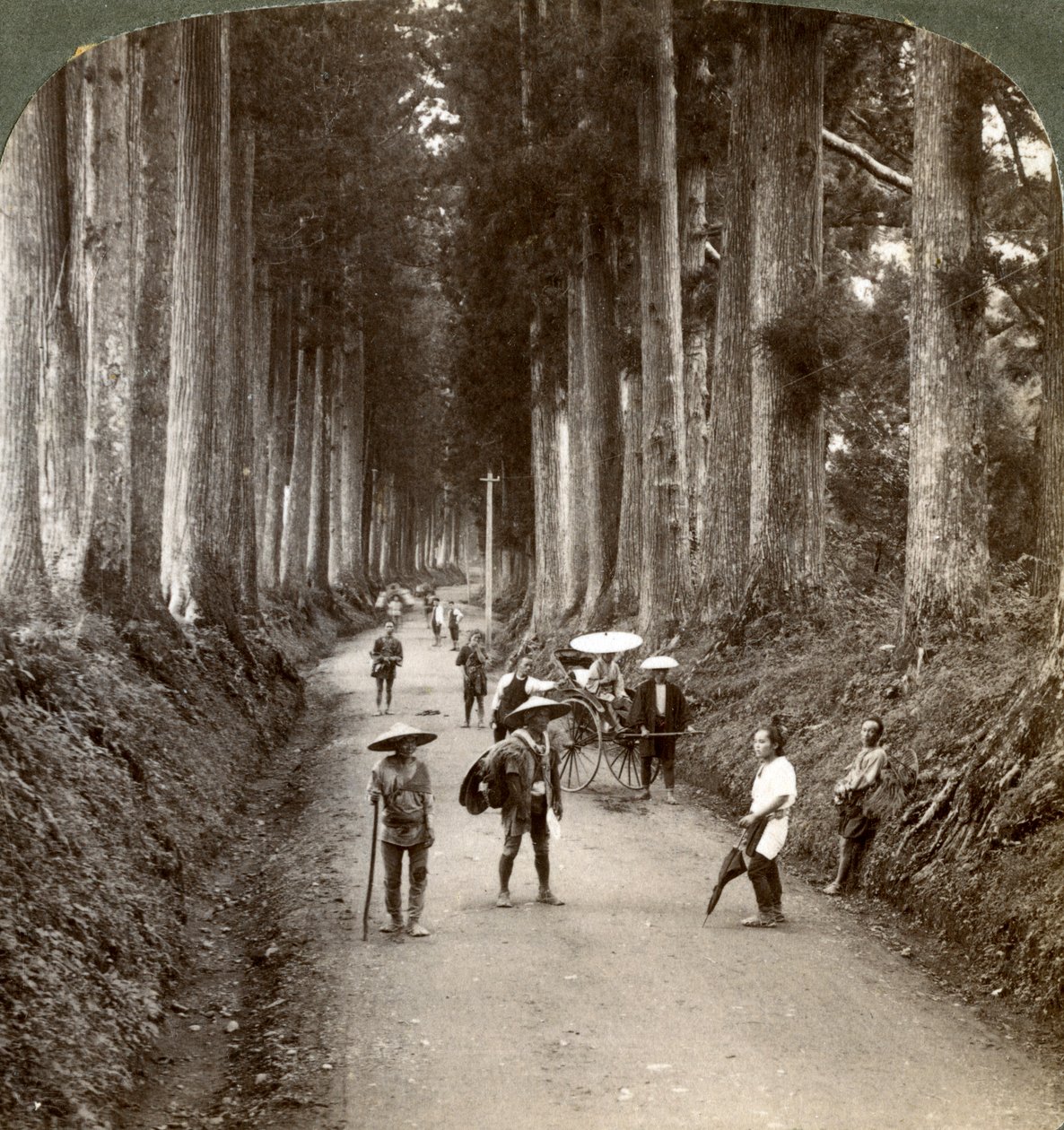 I boschetti erano i primi templi di Dio, viale di nobili criptomerie a Nikko, Giappone, 1904 da Underwood and Underwood