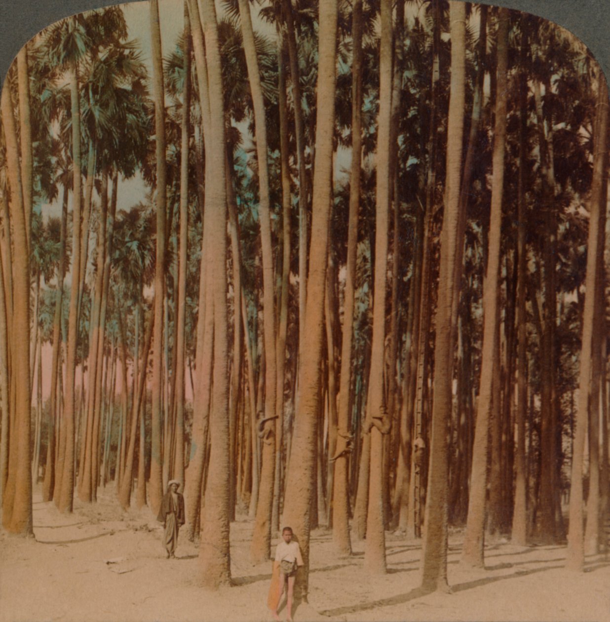 Palme Toddy alte 100 piedi, Pagan, Birmania, 1907 da Underwood and Underwood