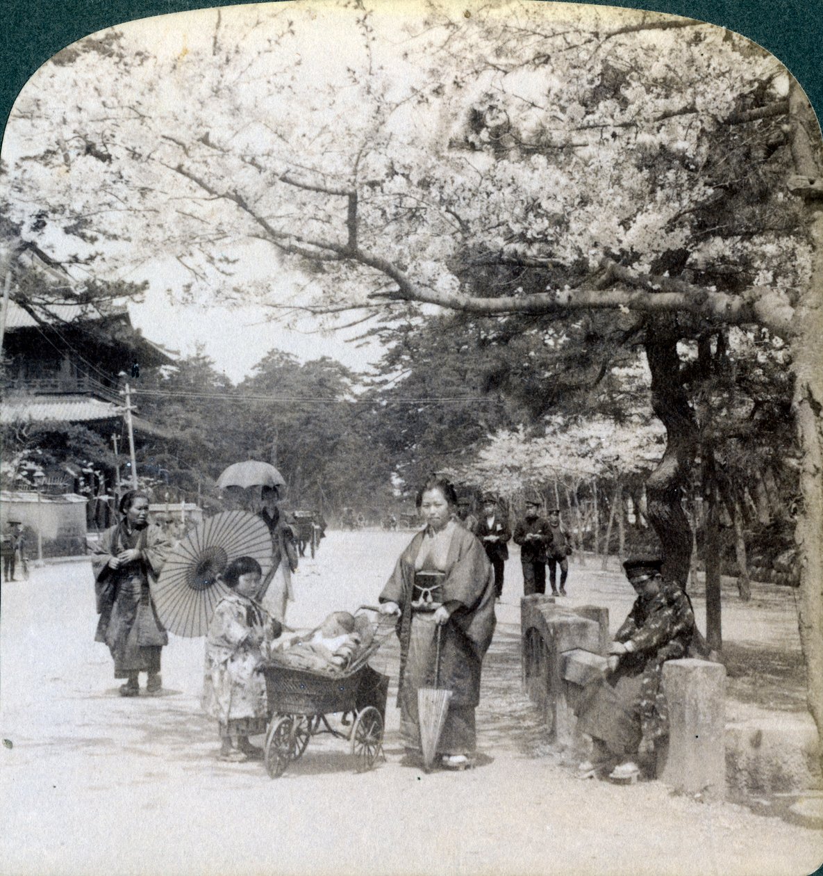 Sotto i fiori di ciliegio, guardando a nord-est lungo il viale principale del Parco Shiba, Tokyo, Giappone, 1904 da Underwood and Underwood