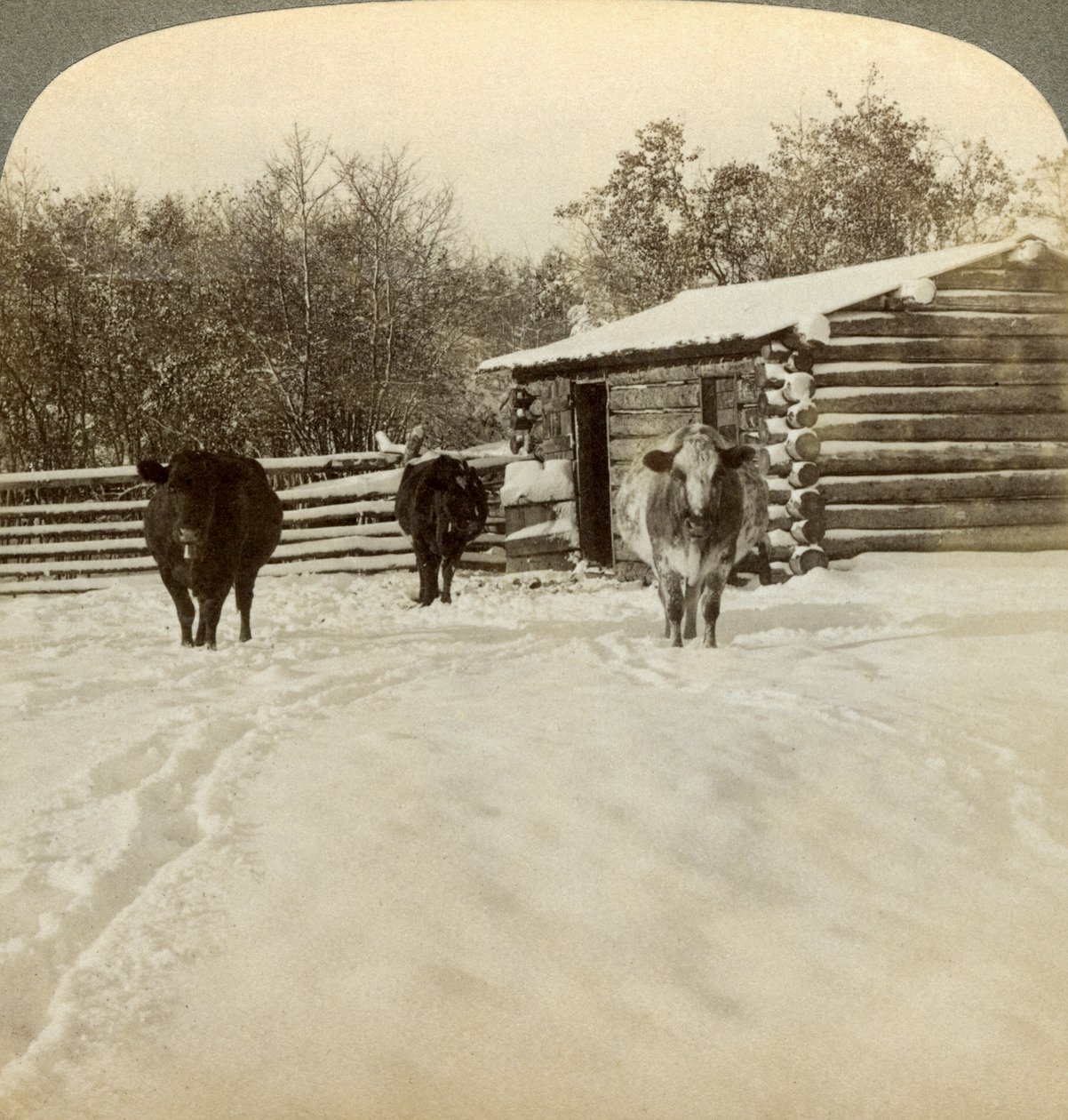 Inverno in un ranch, Montana, USA da Underwood and Underwood