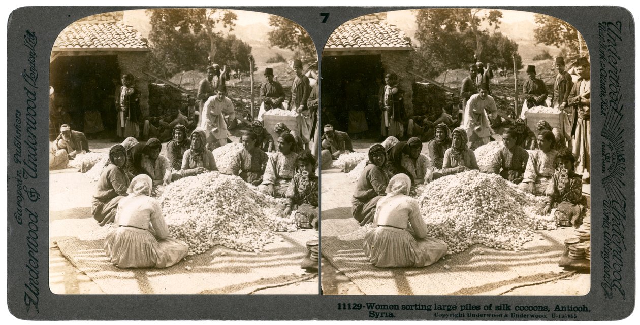 Donne che selezionano grandi pile di bozzoli di seta, Antiochia, Siria, 1900 da Underwood and Underwood
