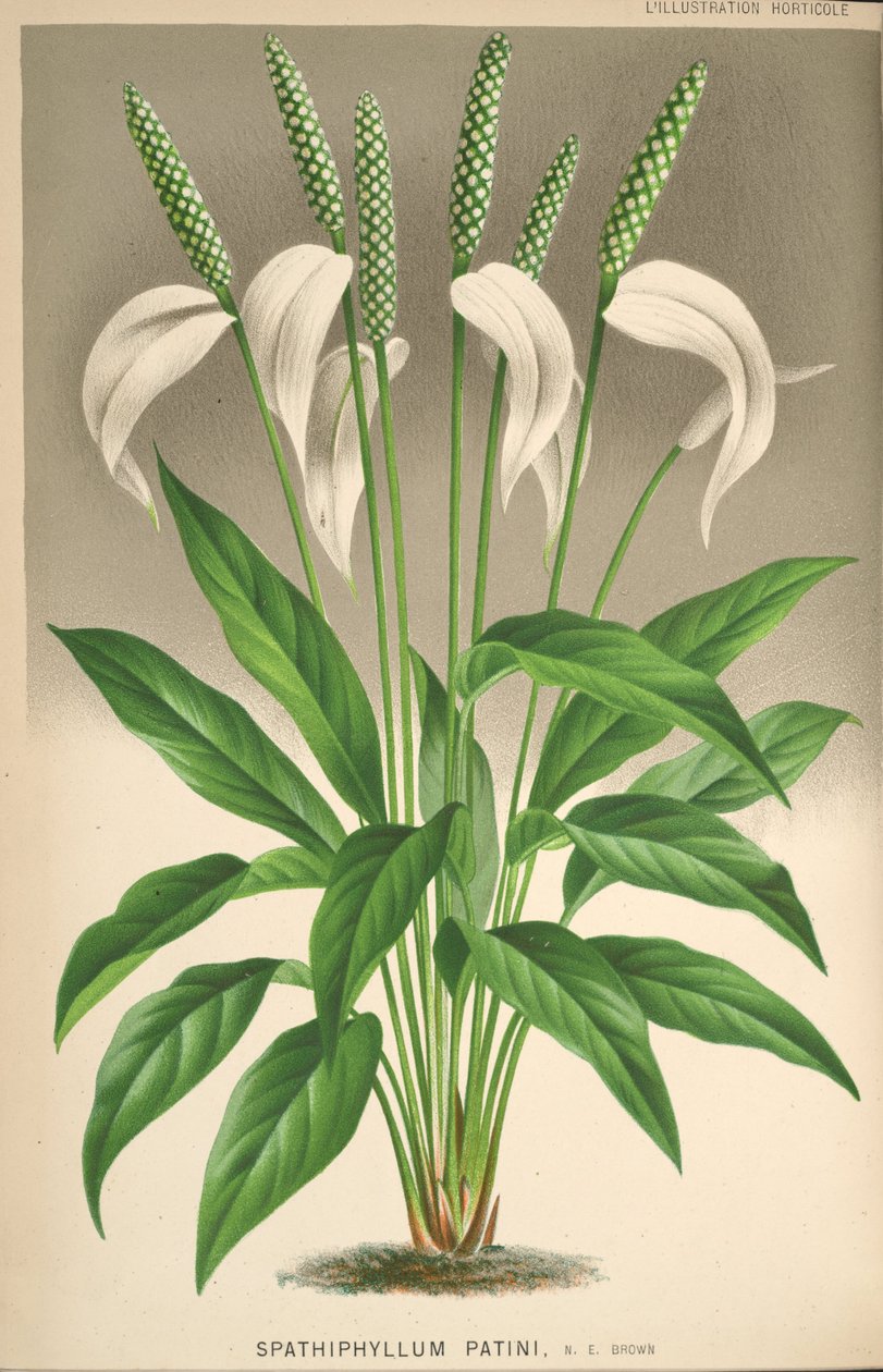 Spathiphyllum patinii da Unknown