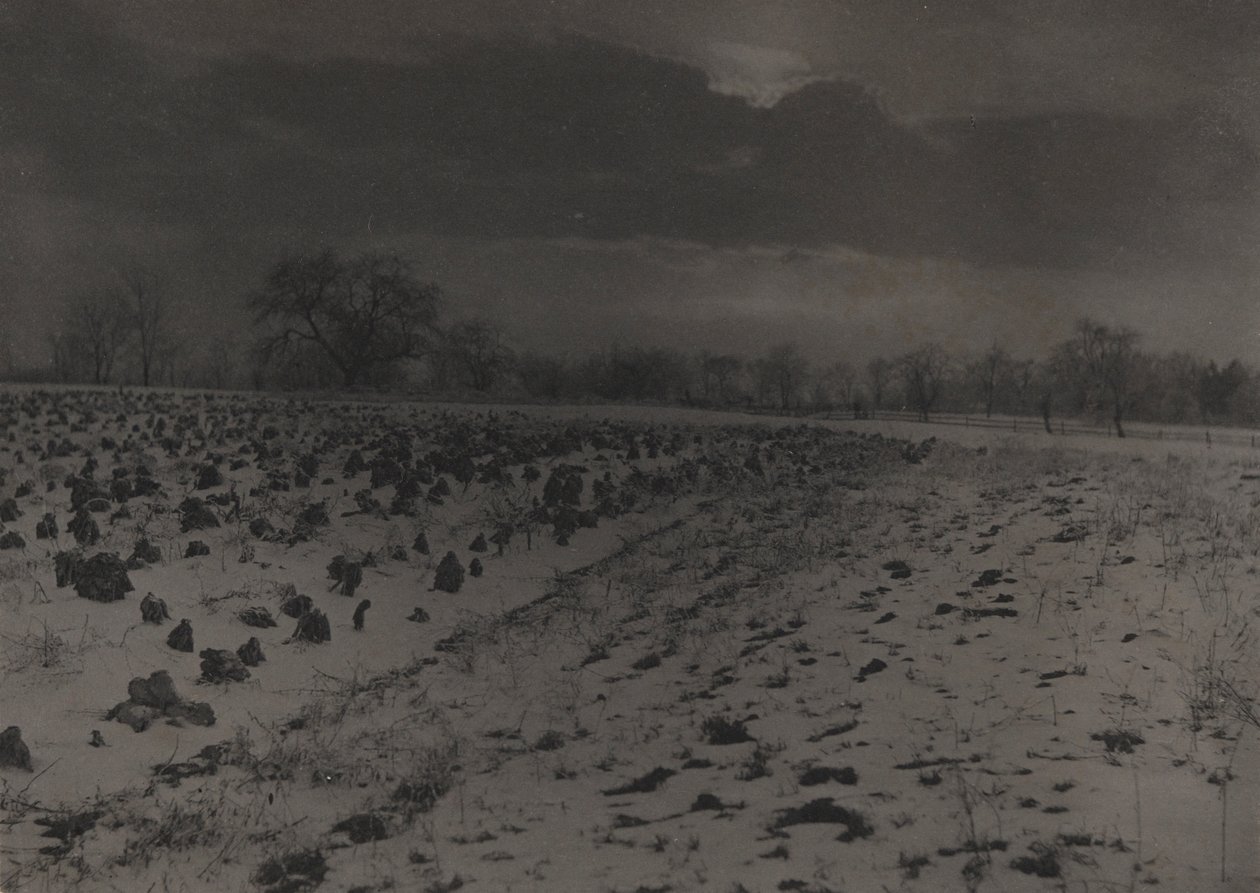 Campo di cavoli sotto la neve da Unknown