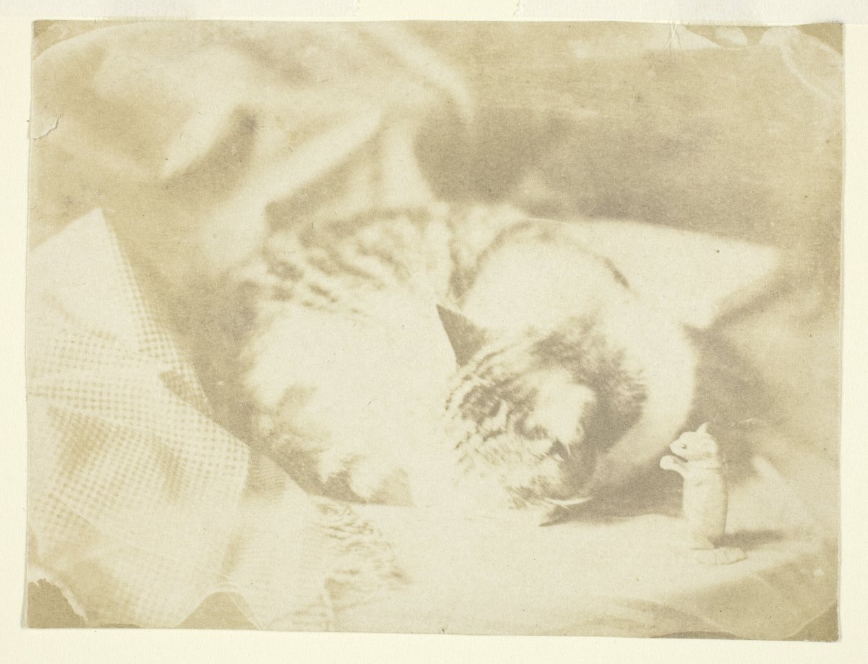 Il gatto della signora Craik da Unknown