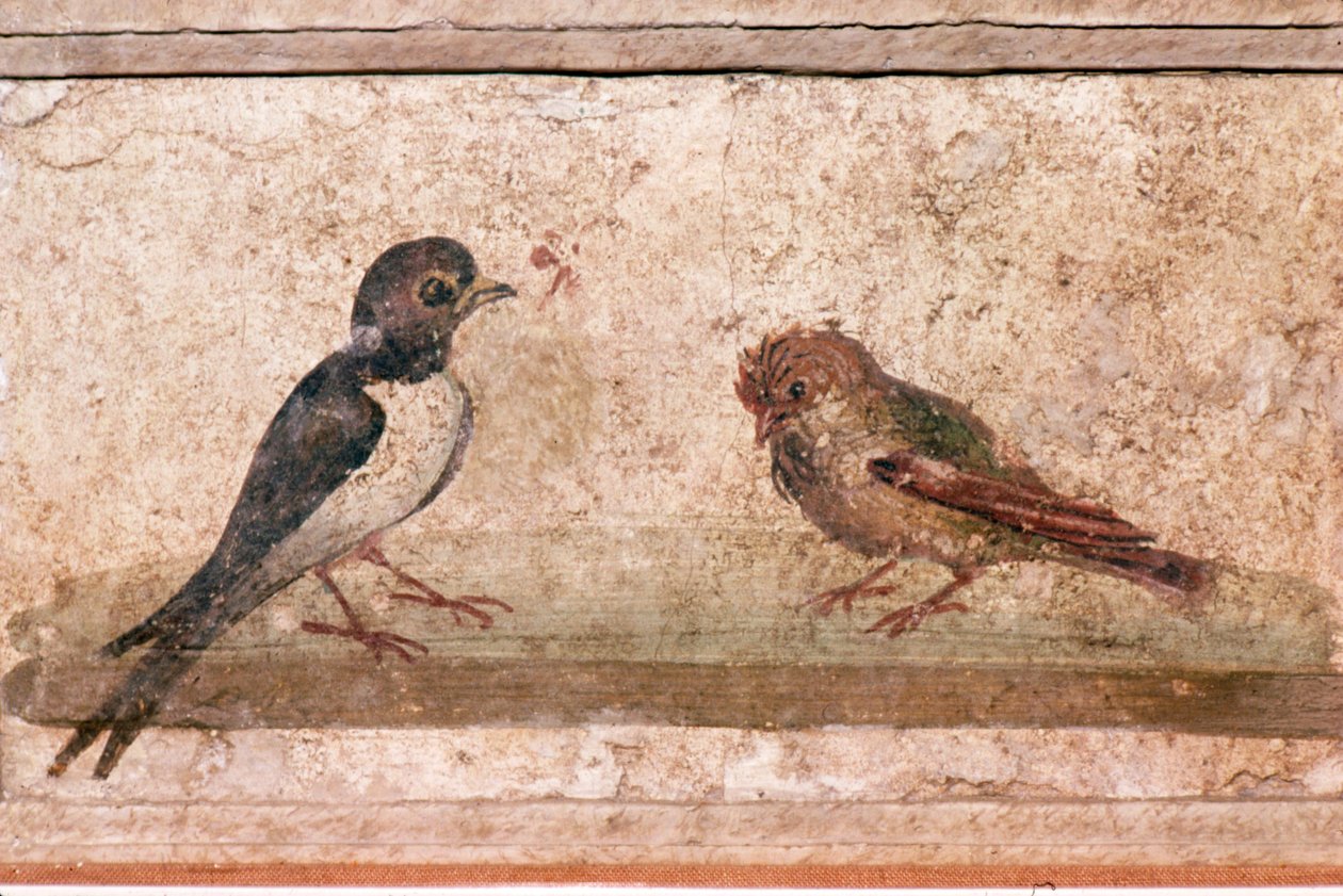 Rondine e passero, pittura murale romana da Boscoreale vicino a Pompei, I secolo da Unknown