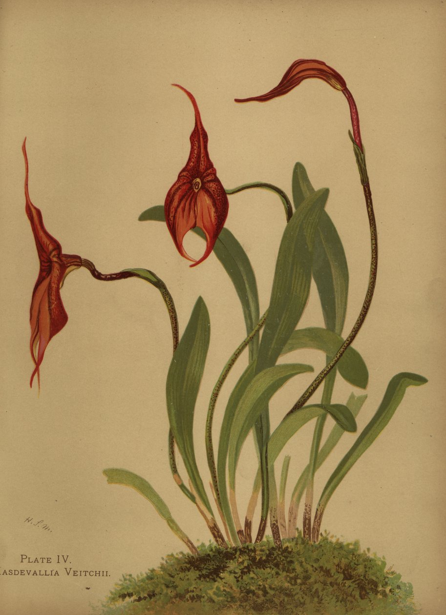 Masdevallia di Veitch, Masdevallia veitchiana da Unknown