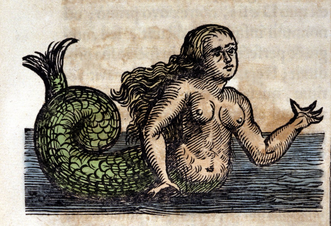 Una sirena, personaggio leggendario - Incisione da un
