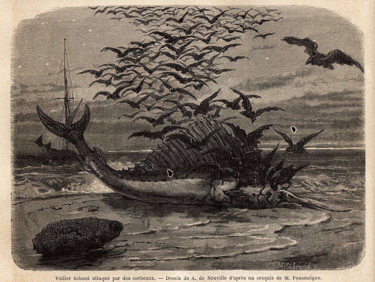 Un pesce vela cosmopolita, il pesce più veloce del mondo, grazie alla sua pinna a forma di vela sulla schiena, arenato sulla riva e attaccato dai corvi. Incisione per illustrare il racconto Quatre mois en Florida, di M. Pousselgue, nel 1851-1852, pubblicat da Unknown artist