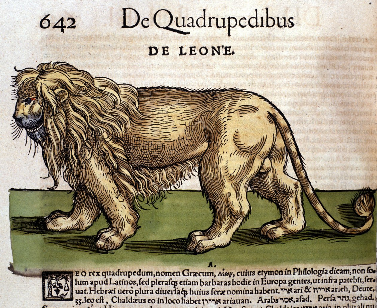 Un leone da 