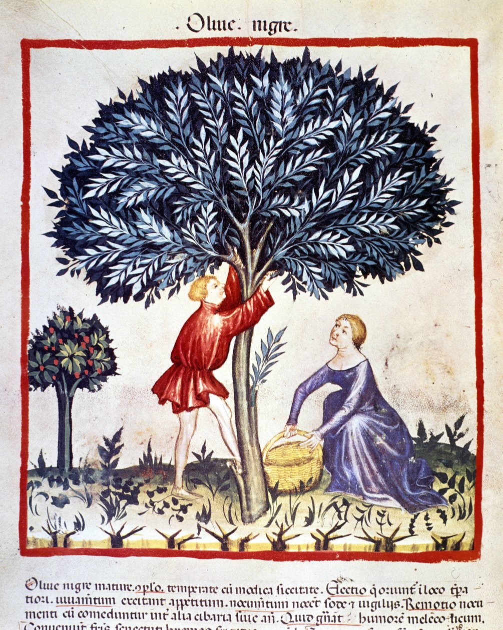 Un uomo sale su un ulivo per raccogliere olive nere. Miniatura dal libro di medicina e dietetica 