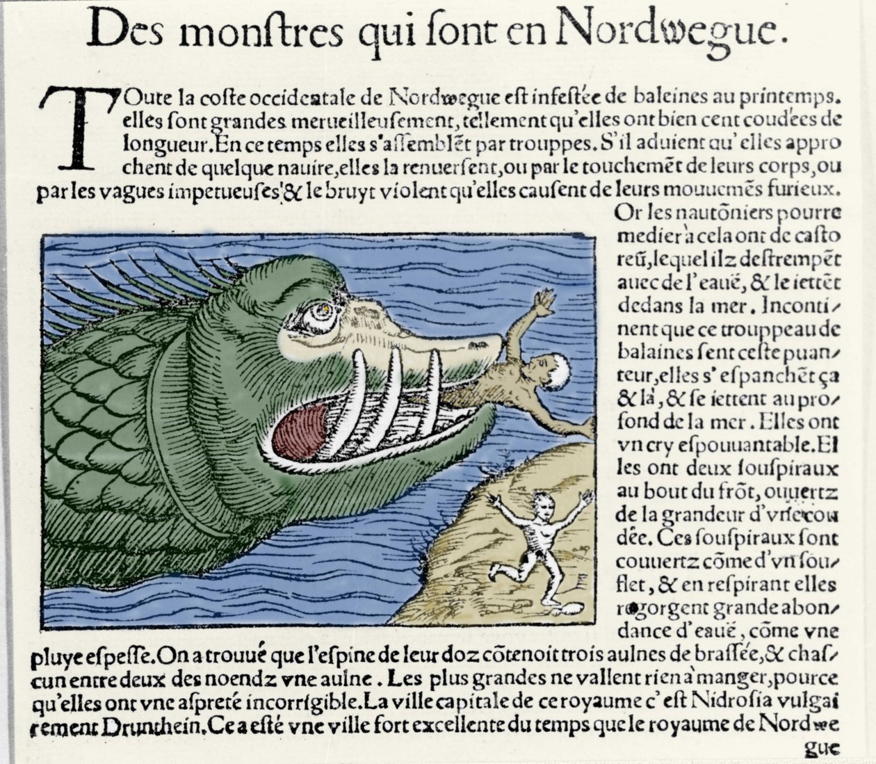 Un mostro marino attacca un nuotatore vicino alla costa della Norvegia. Incisione di Olaus Magnus (1490-1557), religioso e geografo svedese, 