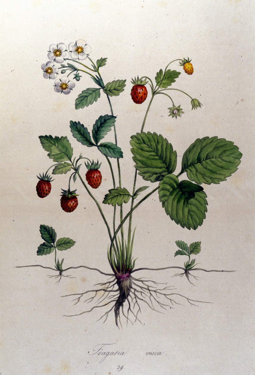 Un corbezzolo e i suoi frutti: tavola botanica del XIX secolo da Unknown artist
