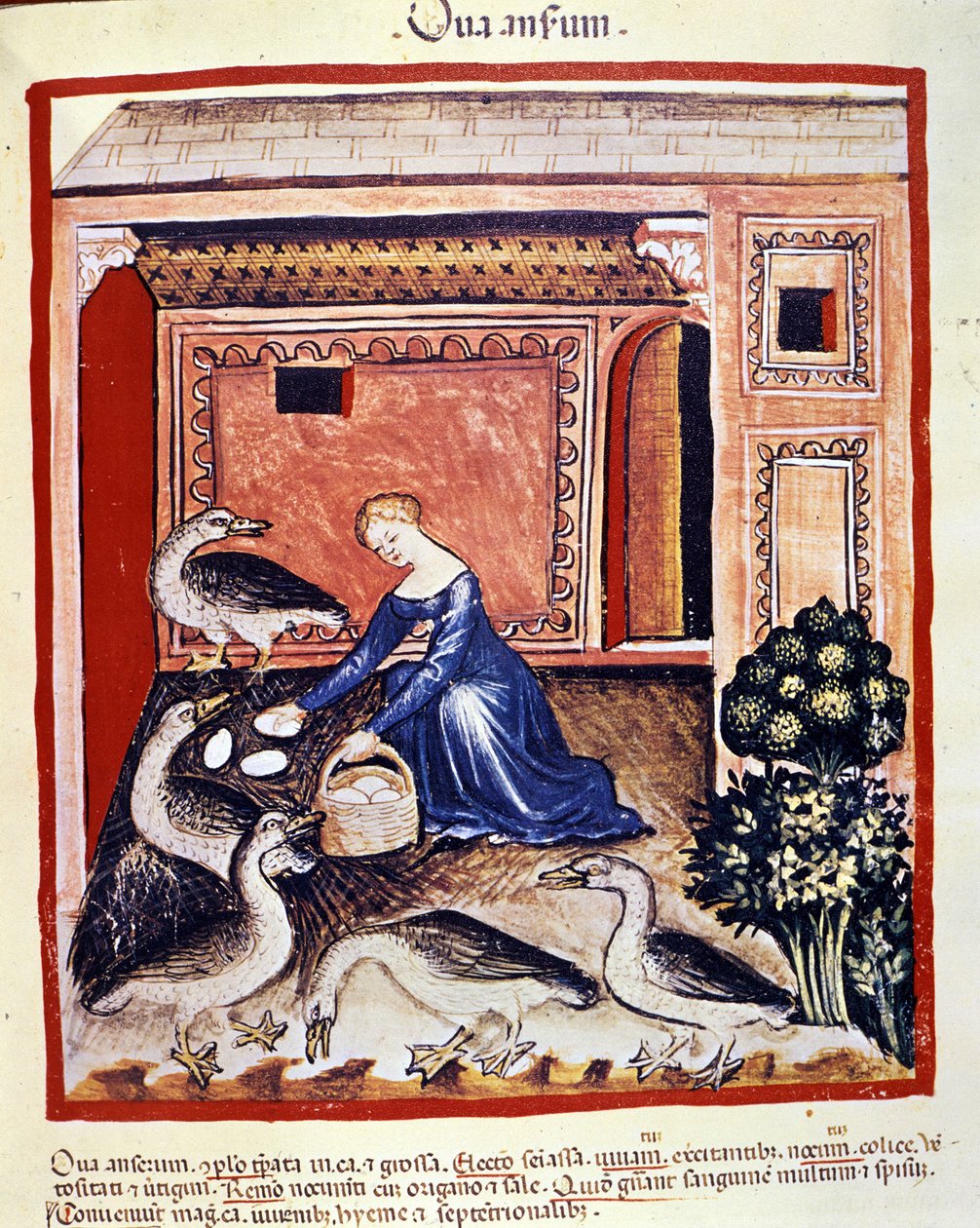 Una giovane donna raccoglie uova di canna. Miniatura dal 