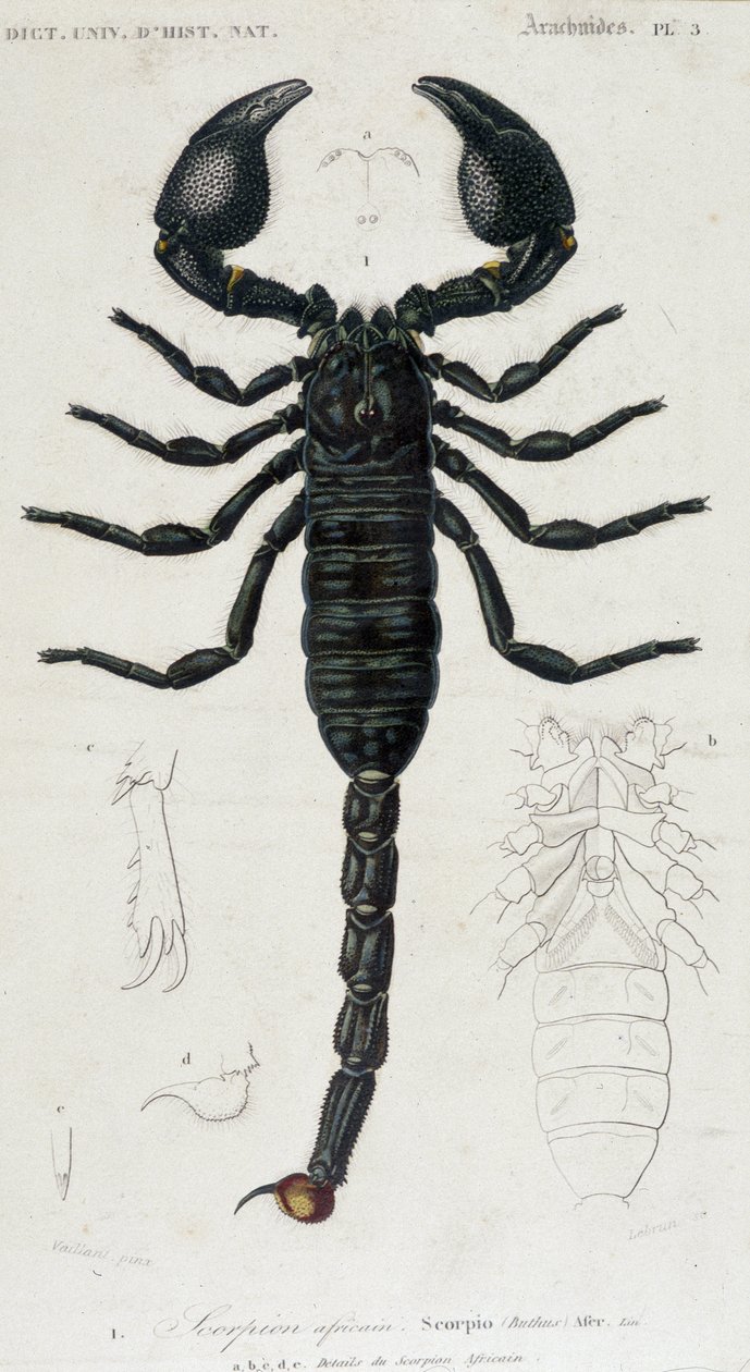 Scorpione africano - Tavola di Storia Naturale da Unknown artist