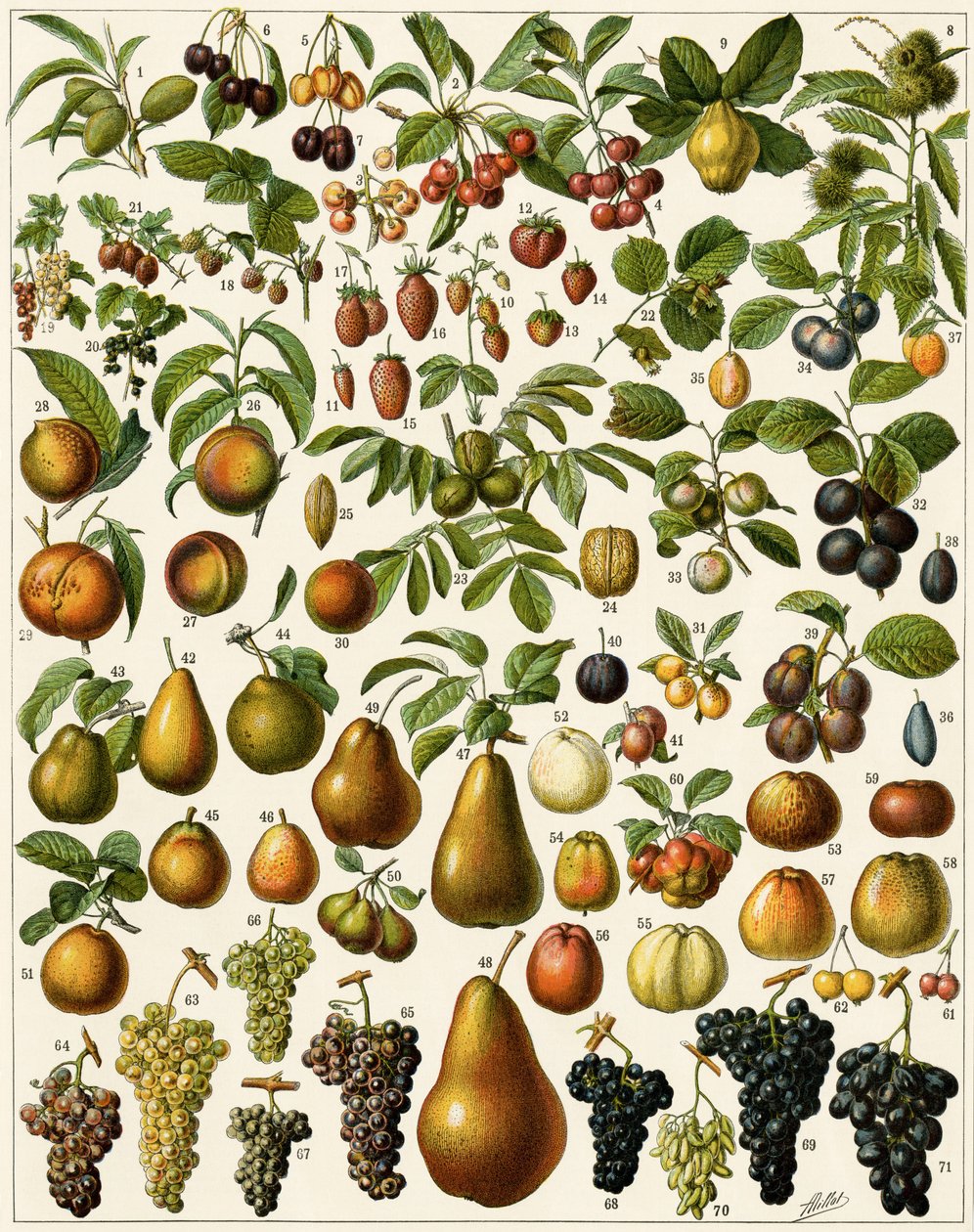 Agricoltura: Tavola botanica che rappresenta frutti commestibili (ciliegia, lampone, fragola, mirtillo, pesca, albicocca, noci, uva, pera, nocciola, fico, mela, prugna...). Litografia a colori. da Unknown artist
