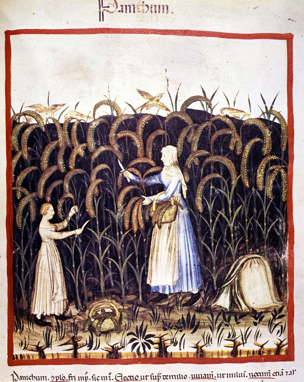 Agricoltura. Raccolta del panico (cereale). Miniatura dal "Tacuinum sanitatis" da Unknown artist