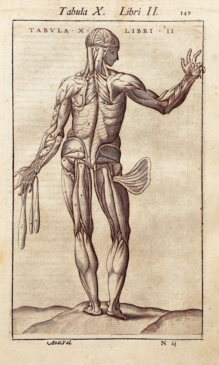 Tavola anatomica che rappresenta un uomo di schiena. Incisione in "Anatomia Corporis Humani" di Juan Valverde De Amusco (1525-1588). Barcellona. Biblioteca de Catalunya da Unknown artist