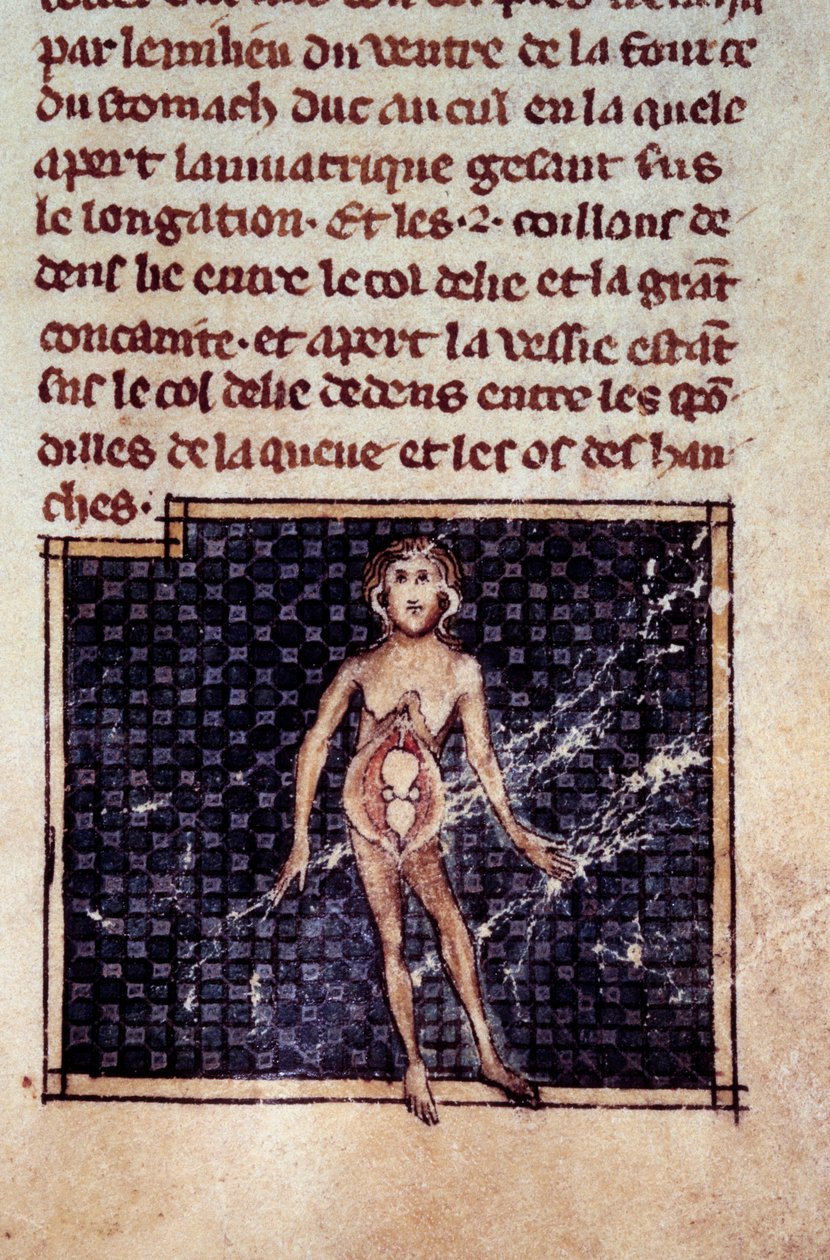 Figure anatomiche: pellicole maschili e femminili, addome aperto, che mostrano reni, vescica, genitali: dettaglio della donna. Miniatura dal manoscritto “Chirurgia” (Folio 29) scritto da Henri de Mondeville (chirurgo di Filippo il Bello professore di anato da Unknown artist