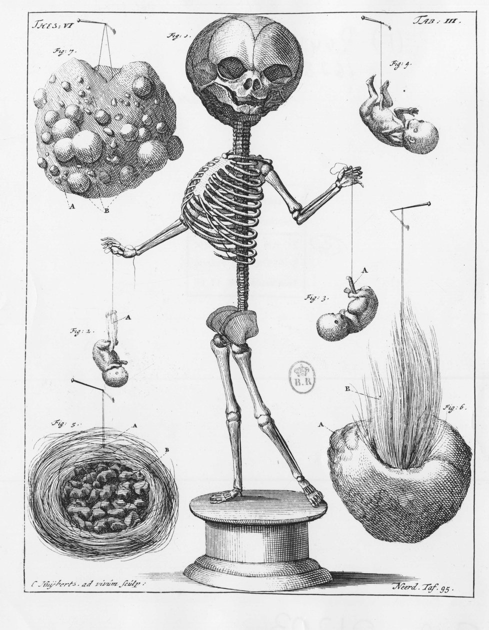 Tavola anatomica che rappresenta uno scheletro, di Frederik Ruysch (1638-1731), anatomista olandese da Unknown artist