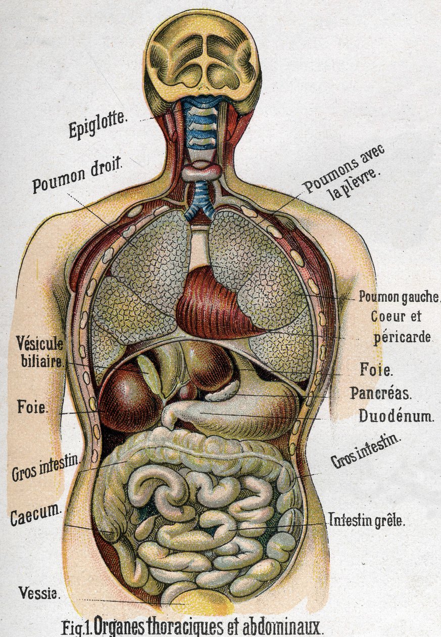 Anatomia: Organi toracici e addominali. (Intestino, fegato, pancreas, polmone ecc.) in La nuova medicina naturale di F.E. Bilz. 1898 da Unknown artist