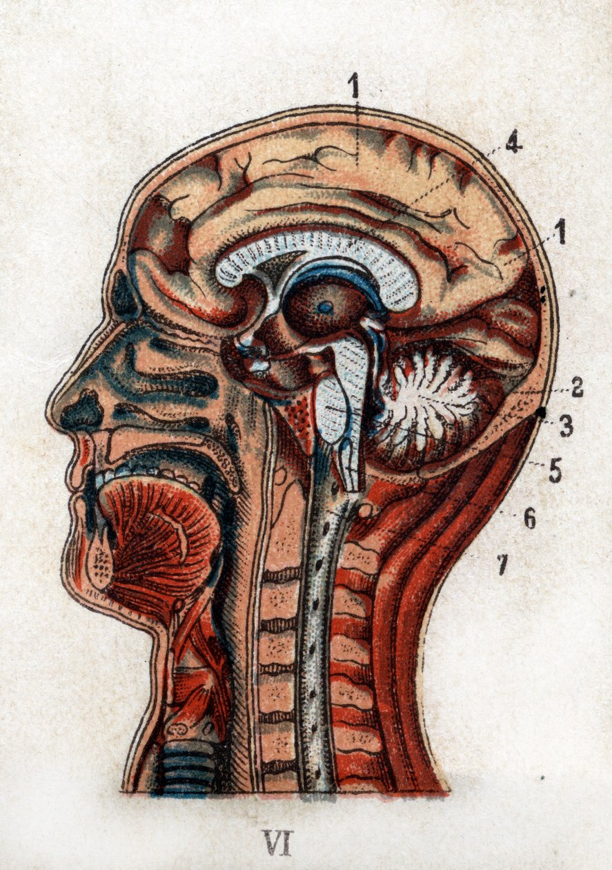 Anatomia: sezione trasversale del cranio umano, sezione del cervello e del midollo. La tavola rappresenta il cervello, il cervelletto (con l