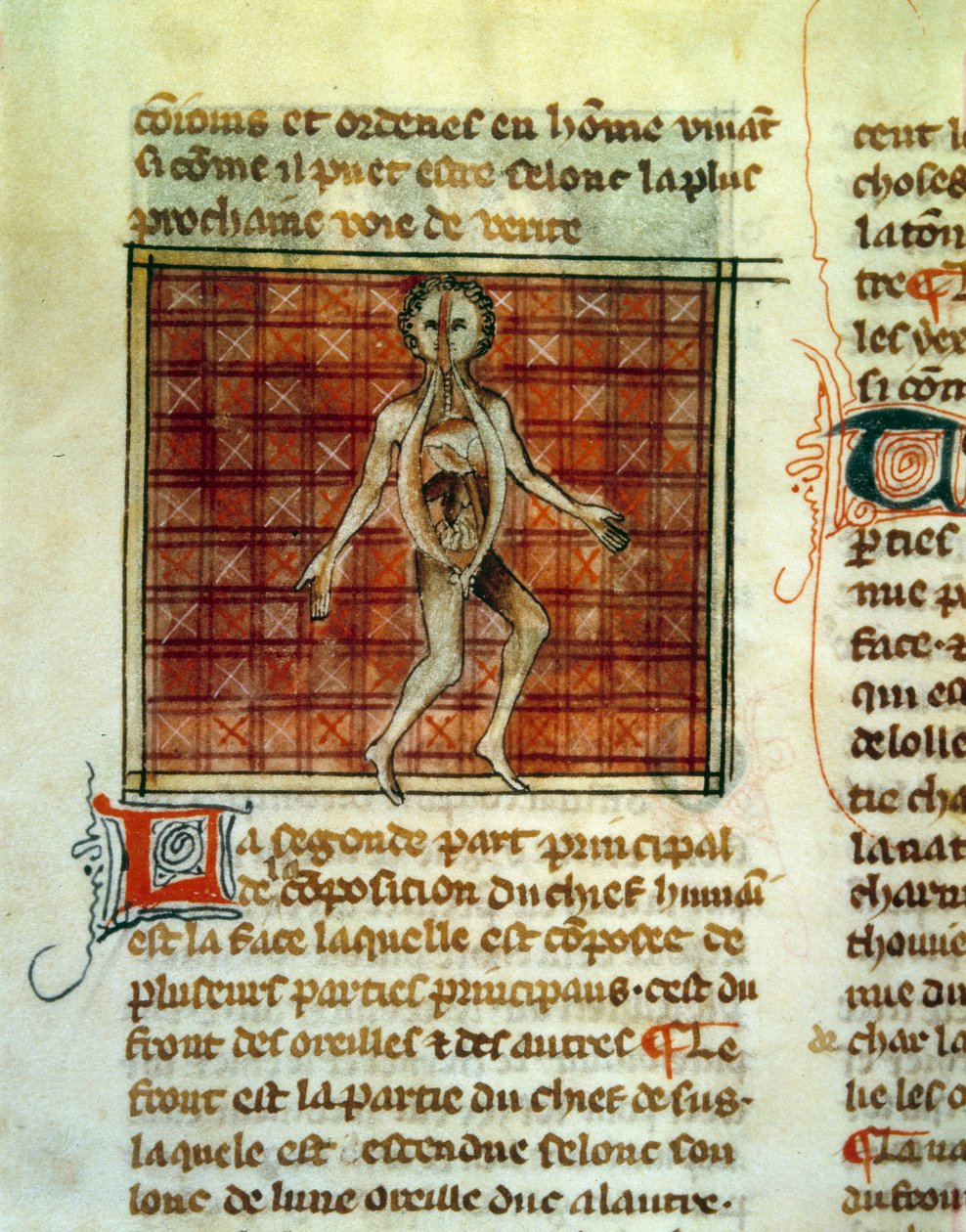 Anatomia del corpo umano (Miniatura da un trattato medico di Henri de Mondeville) da Unknown artist