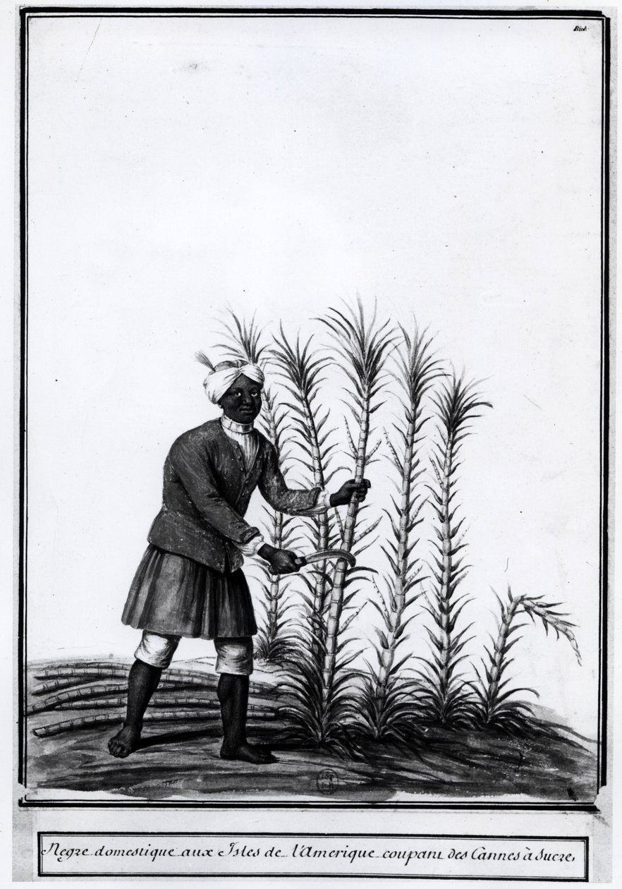 Antille, negro domestico che taglia la canna da zucchero. da Unknown artist