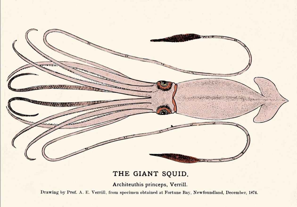 Architeuthis princeps, il calamaro gigante arenato sulla spiaggia di Fortune Bay (Terranova) nel dicembre 1874 e descritto per la prima volta dal professor A.E. Verrill. Incisione dell