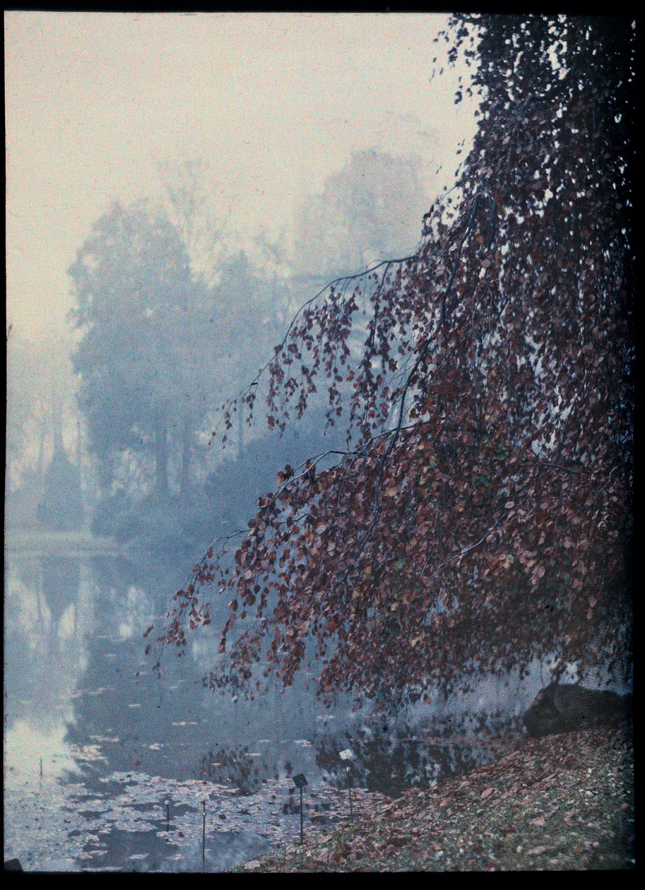 Paesaggio autunnale, lago e albero rosso nella nebbia - 1920 ca. (Paesaggio autunnale, lago e albero rosso nella nebbia) Collezione anonima autocromatica privee da Unknown Artist