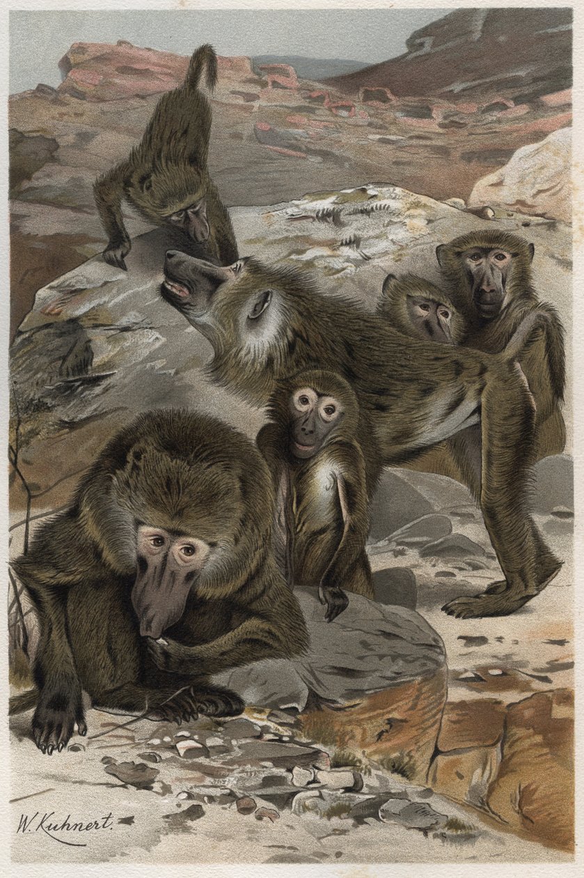 Babbuino - Babbuini (Cercopithecinae) - incisione da "Brehm