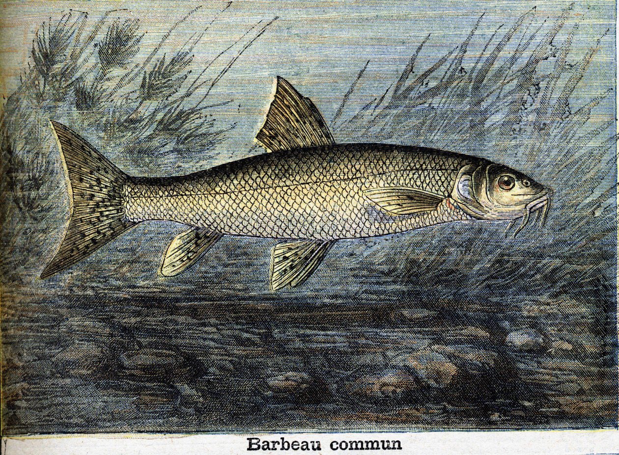 Barbo comune. Incisione del 1897 da Unknown artist