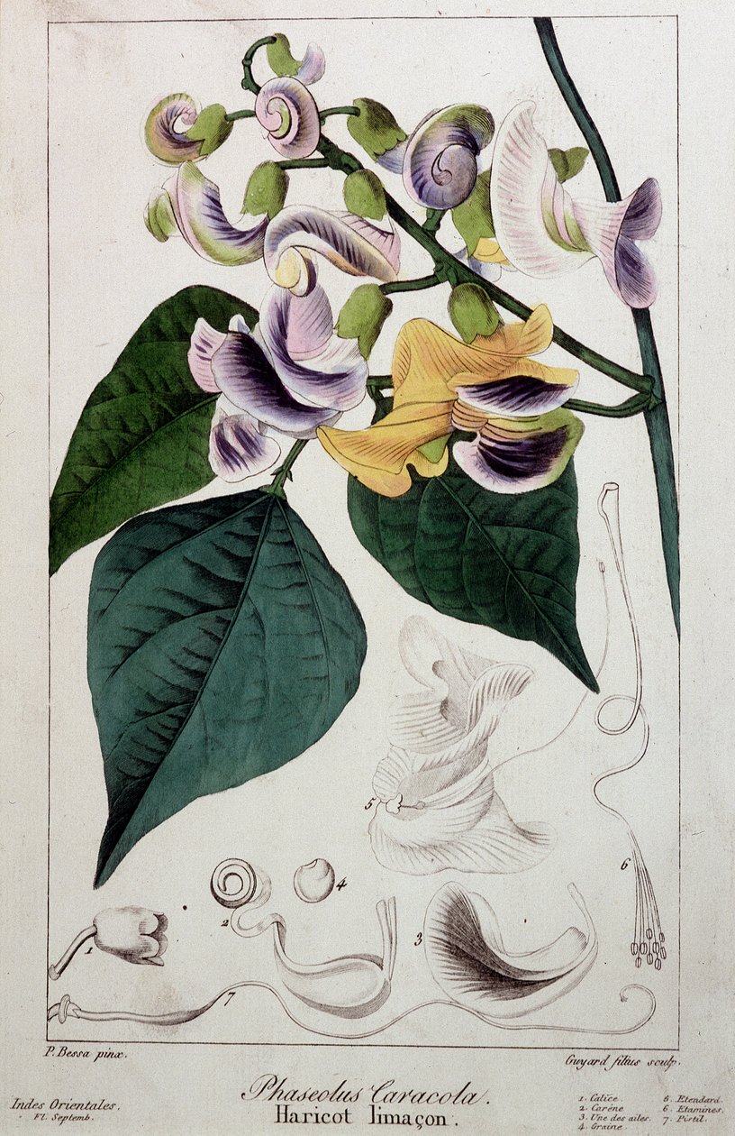 Fagiolo lumaca (phaseolus caracola), tavola botanica da Unknown artist