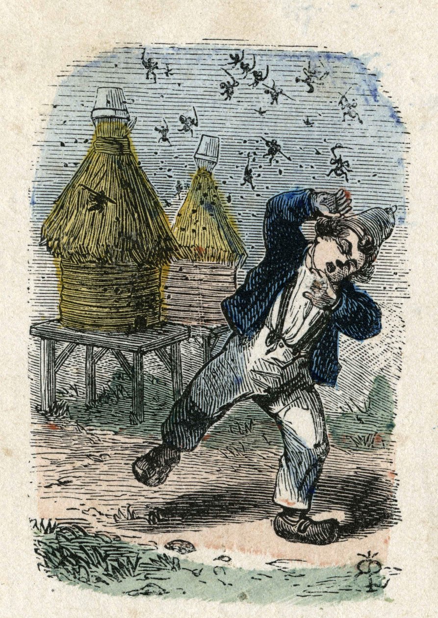 Attacco delle api a un bambino vicino al loro alveare. Illustrazione del XIX secolo. Collezione Bianchetti da Unknown artist