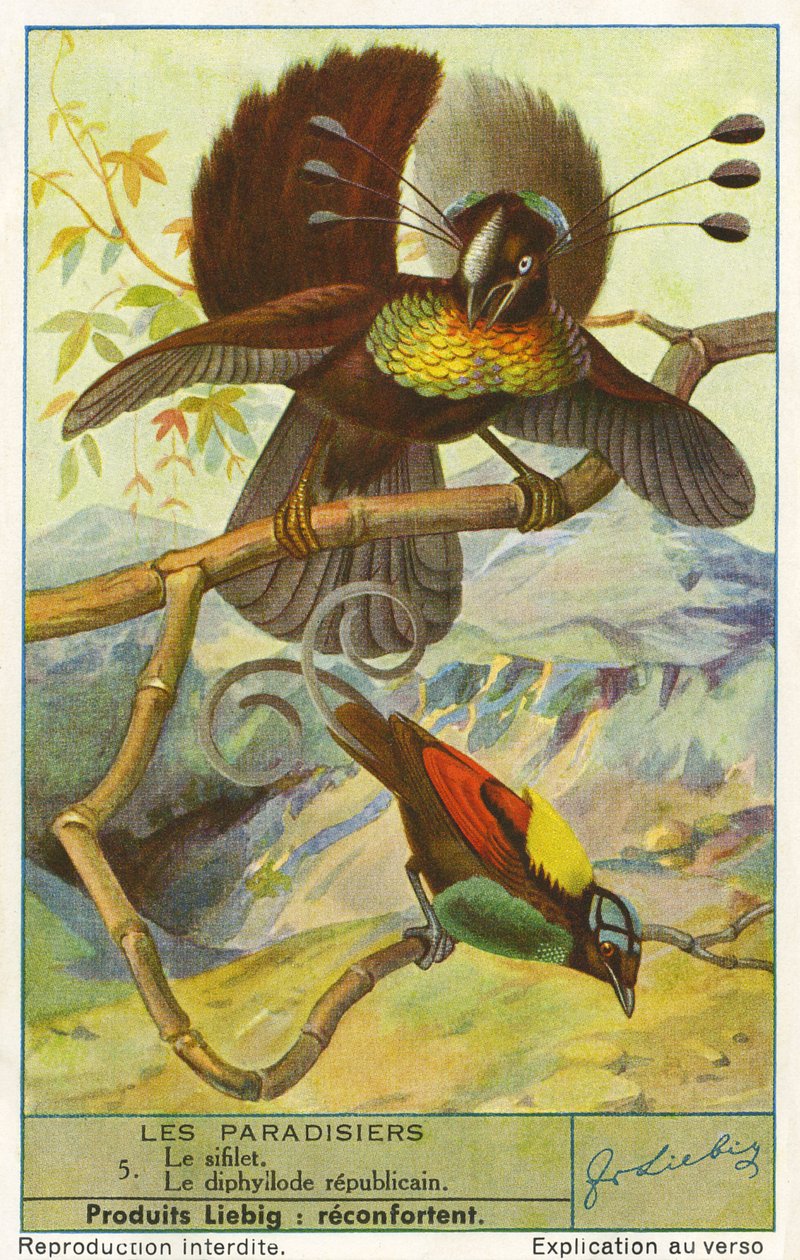 Uccello del Paradiso da Unknown artist