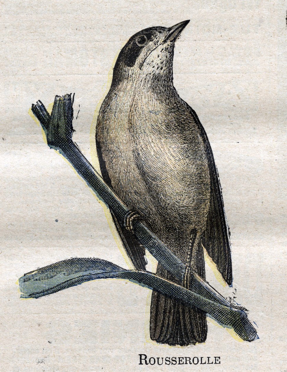 Uccelli utili all