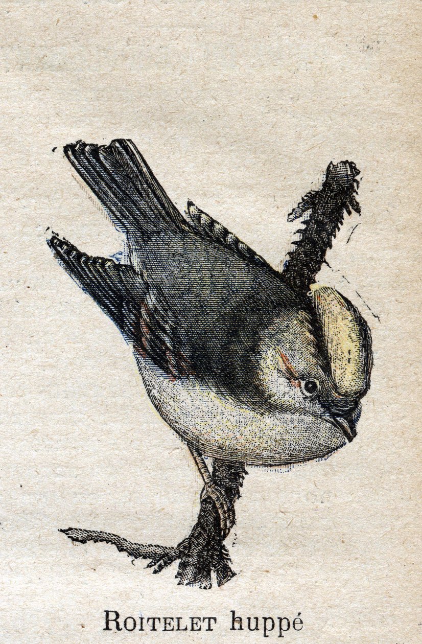 Uccelli utili per l