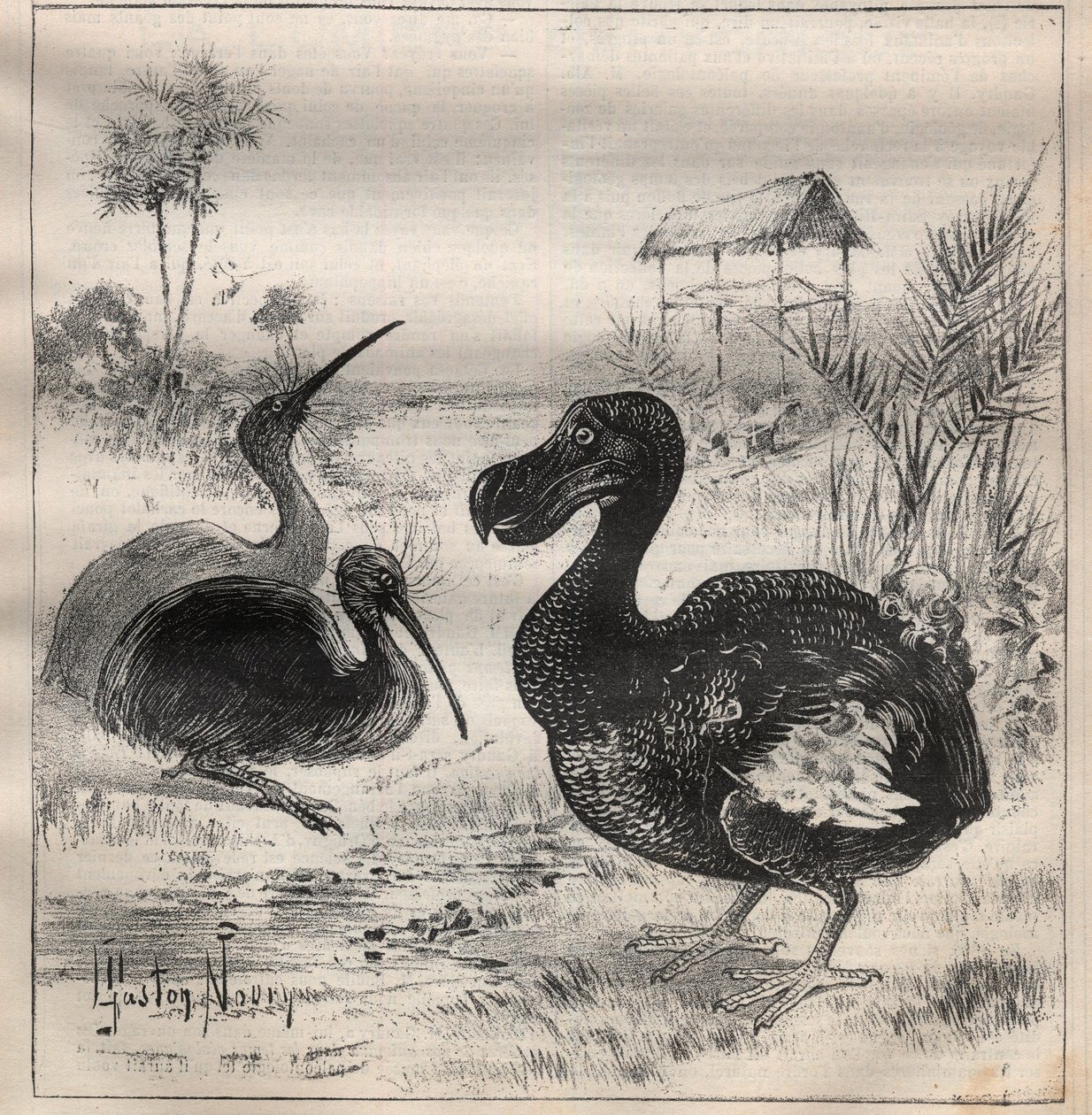 Uccelli che scompaiono: il dodo (o dronte) e l